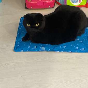 Коврик охлаждающий для животных Homepet Silver series bubble 60*40см: отзыв пользователя. Зоомагазин Зоозавр
