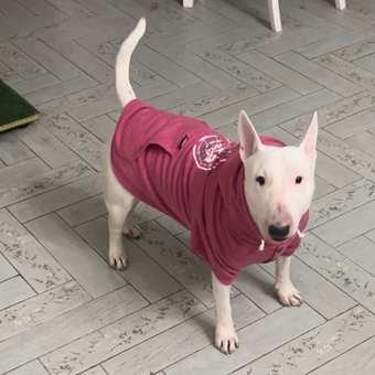 Толстовка для собак RUKKA PETS 50 Розовый 460601241J63050: отзыв пользователя. Зоомагазин Зоозавр