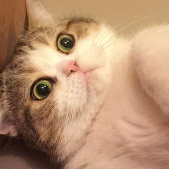 Корм для кошек ROYAL CANIN Diabetic при сахарном диабете 400г: отзыв пользователя. Зоомагазин Зоозавр