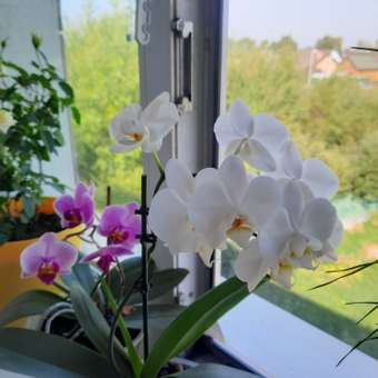 Грунт Фаско для орхидей Цветочное счастье ведро 1л: отзыв пользователя Детский Мир
