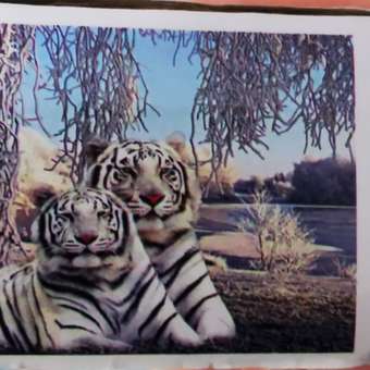Алмазная мозаика на холсте Solmax Пара белых тигров 30x40 см CP54067: отзыв пользователя Детский Мир