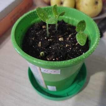 Набор для выращивания Happy Plant: отзыв пользователя Детский Мир