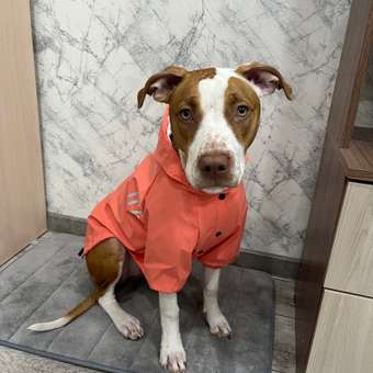 Куртка-дождевик для собак Zoozavr розовый 50: отзыв пользователя. Зоомагазин Зоозавр