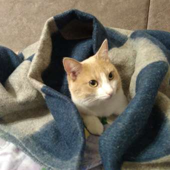 Корм для кошек GRANDORF FRESH Fresh Cat Adult Duck/Sweet Potato 400г свежее мясо утки с бататом беззерн с жив пробиотиками: отзыв пользователя Детский Мир