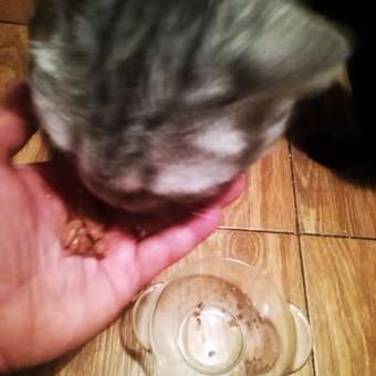 Корм для кошек Sheba 75г ломтики в желе с кроликом: отзыв пользователя Детский Мир