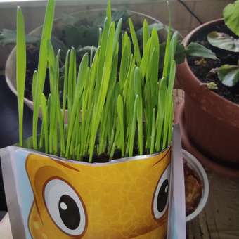 Набор для выращивания Happy Plant: отзыв пользователя Детский Мир