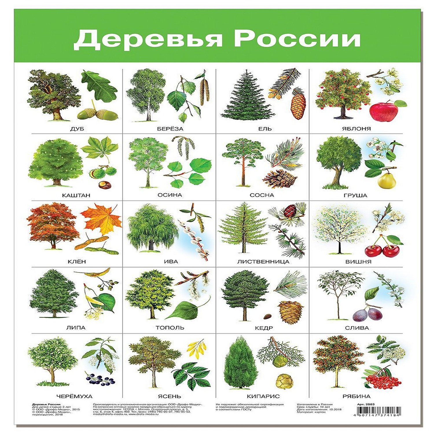 листья деревьев средней полосы россии фото