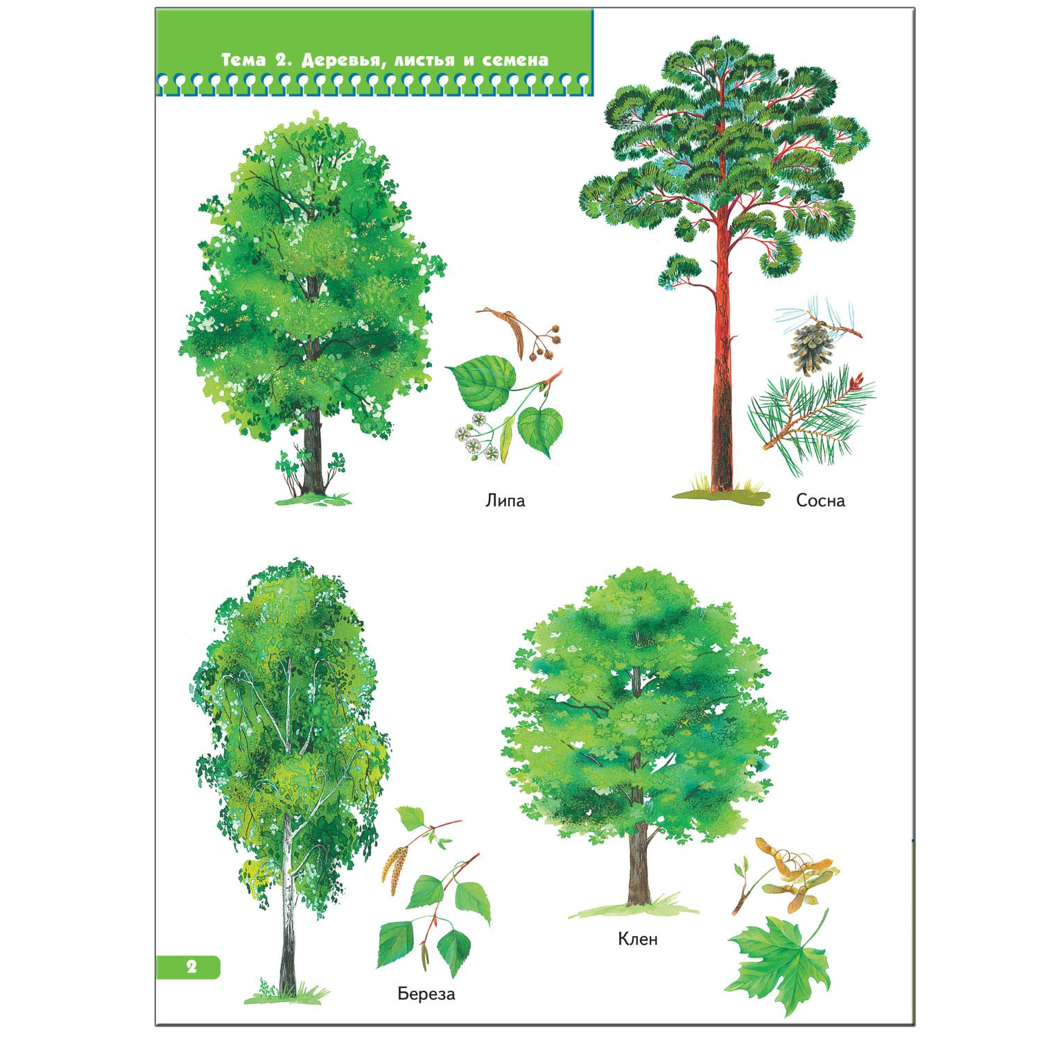 Лиственные деревья для дошкольников