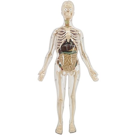 Анатомический набор EDU-TOYS органы и скелет женщины 56см - фото 1