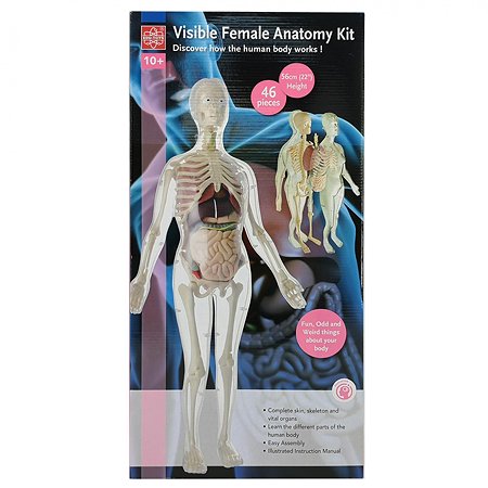 Анатомический набор EDU-TOYS органы и скелет женщины 56см - фото 2