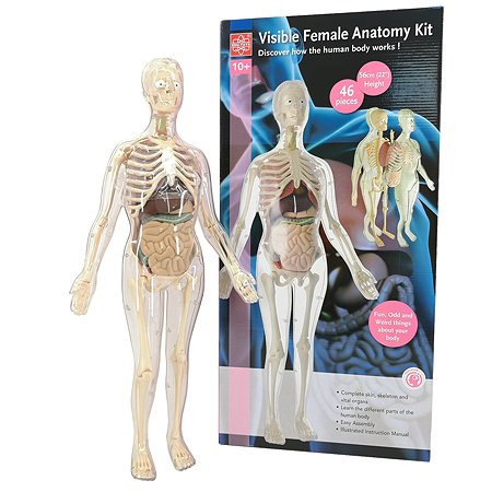 Анатомический набор EDU-TOYS органы и скелет женщины 56см - фото 3