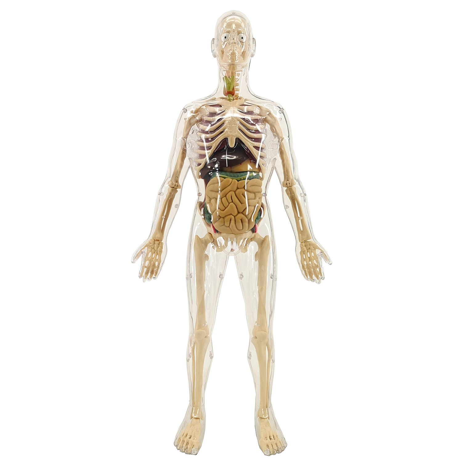 Анатомический набор органы скелет 56см