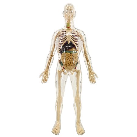Анатомический набор EDU-TOYS органы и скелет мужчины 56см