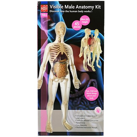 Анатомический набор EDU-TOYS органы и скелет мужчины 56см - фото 2