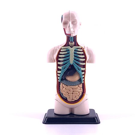Анатомическая набор EDU-TOYS органы человека SK008 - фото 1