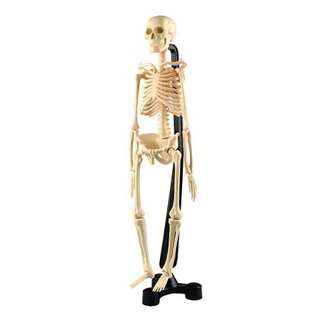 Анатомический набор EDU-TOYS скелет человека SK038 - фото 1