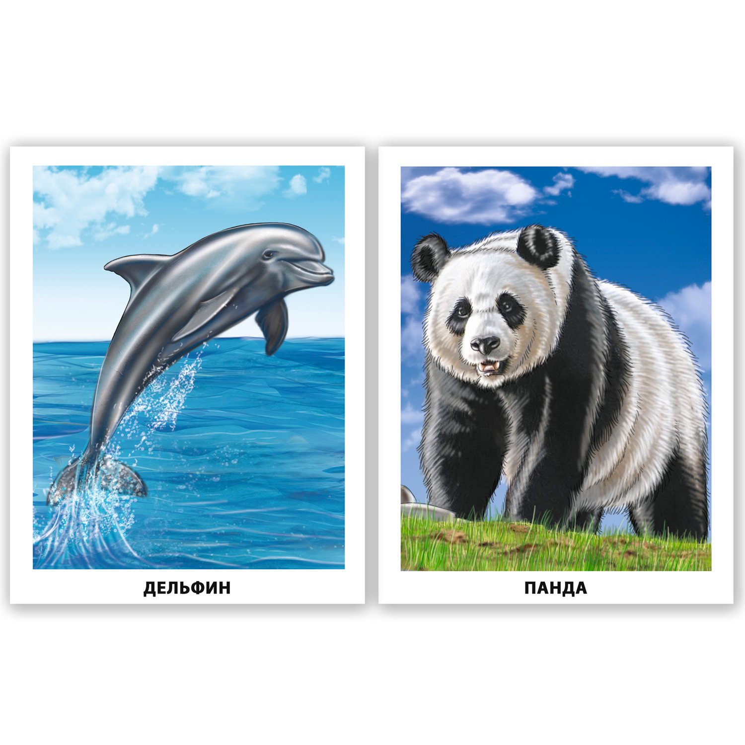 Карточки животные и растительный мир Лесной зоны