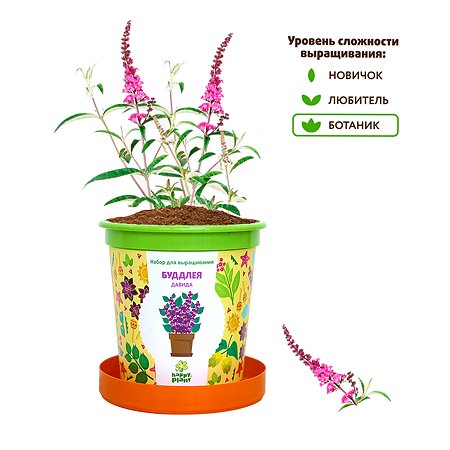 Набор для выращивания Happy Plant Вырасти сам растение в горшочке Буддлея Давида - фото 5