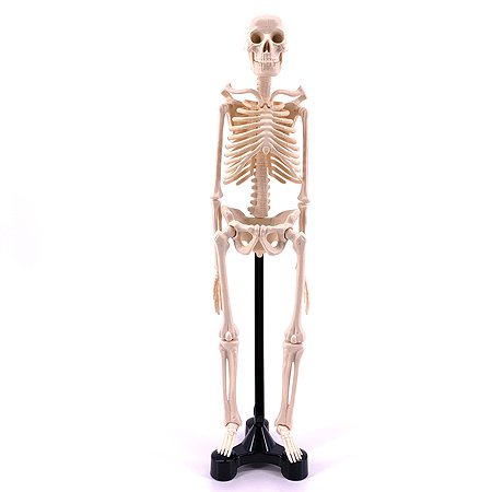 Анатомический набор EDU-TOYS мини-скелет человека 46см