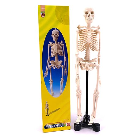 Анатомический набор EDU-TOYS мини-скелет человека 46см - фото 2