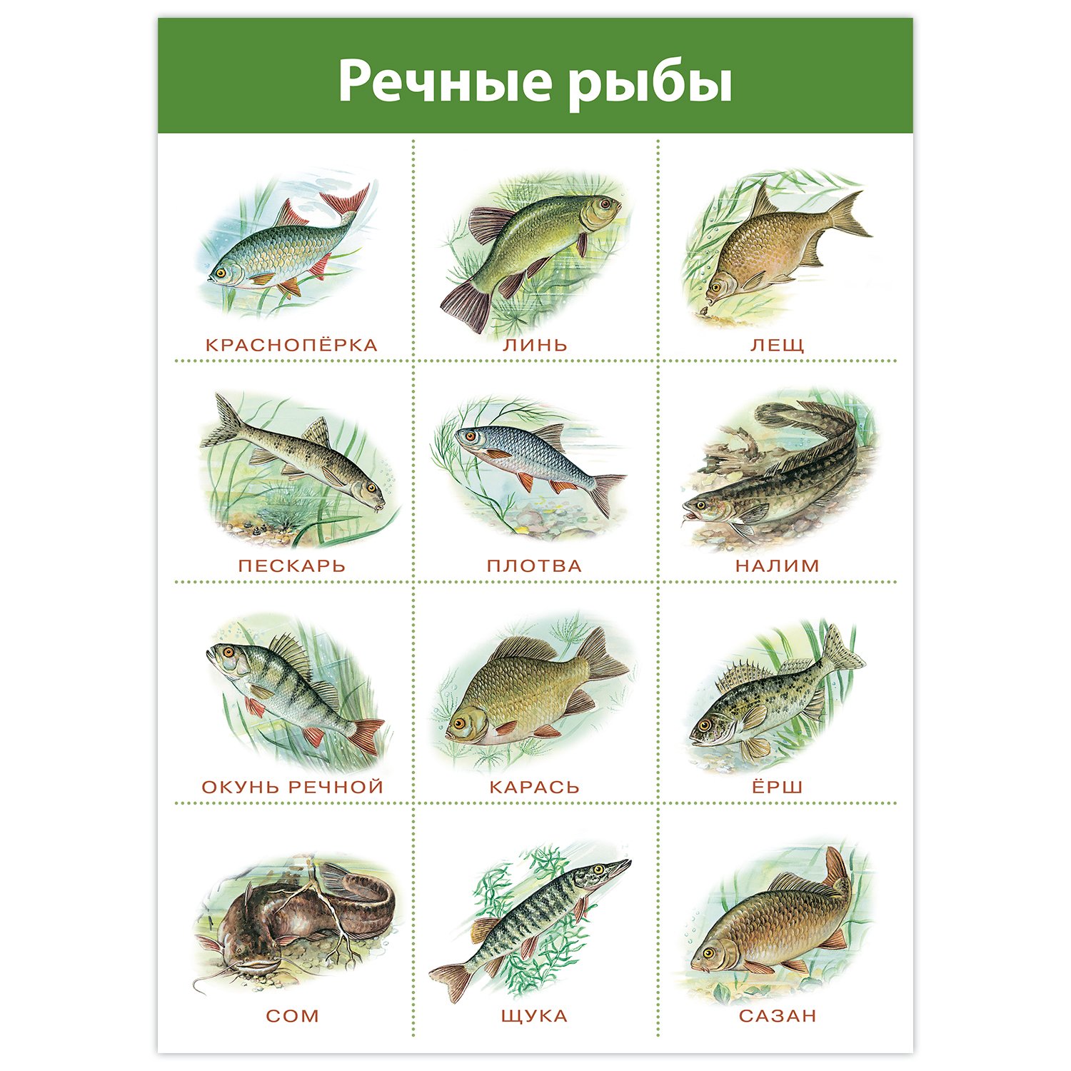 Речные рыбы плакат