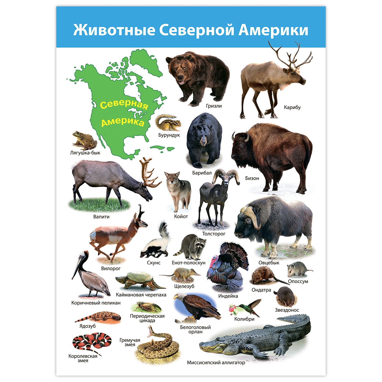 Набор обучающих плакатов Дрофа-Медиа Животные мира 4020 - фото 5