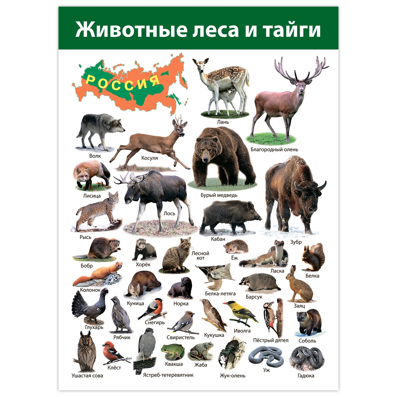 Плакат. Животные