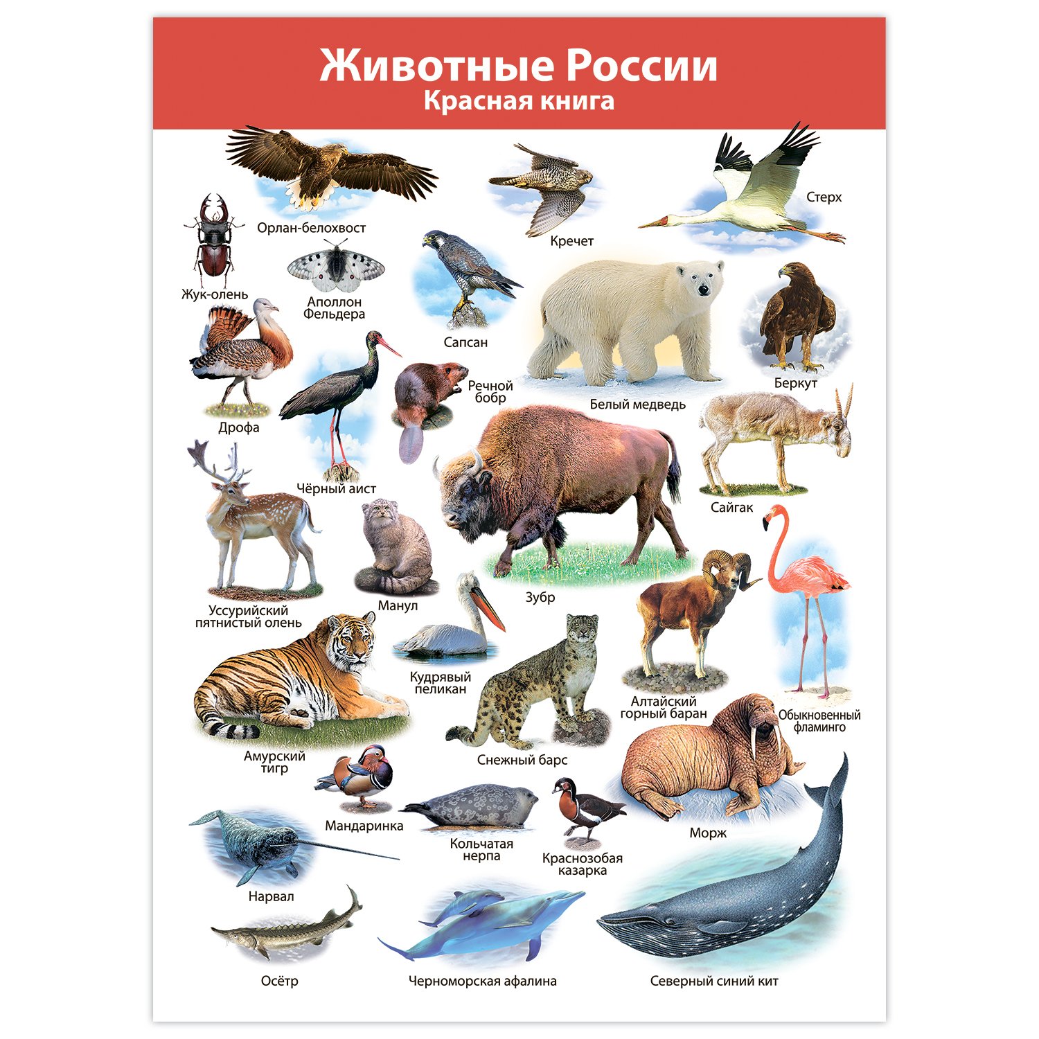 Какие животные встречаются в северной америке. Плакат. Животные. Животные Северной Америки. Плакат с животными. Животные севера плакат.