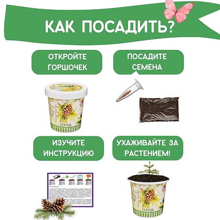 Набор для выращивания Rostok Visa Сосна - фото 4