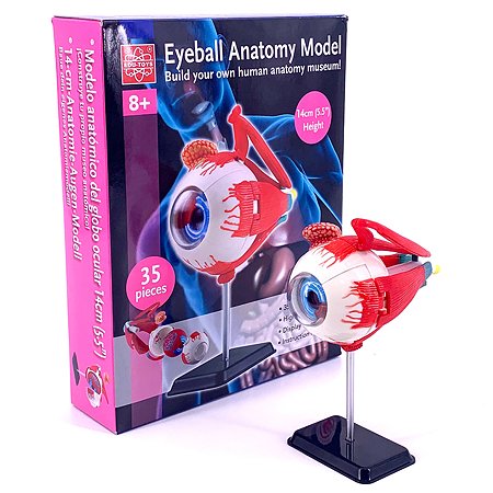 Анатомический набор  EDU-TOYS  Глаз SK007  - фото 1