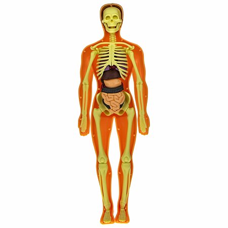 Набор для опытов Экспериментариум Модель человеческого тела - фото 7