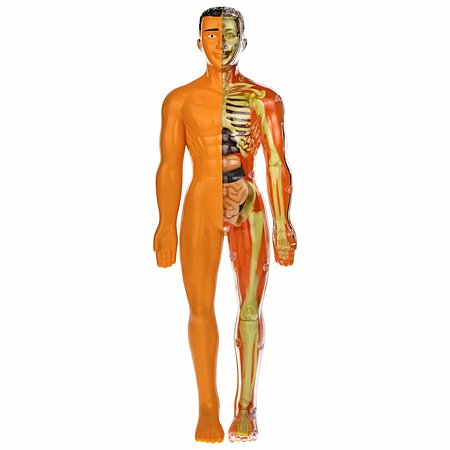 Набор для опытов Экспериментариум Модель человеческого тела - фото 8