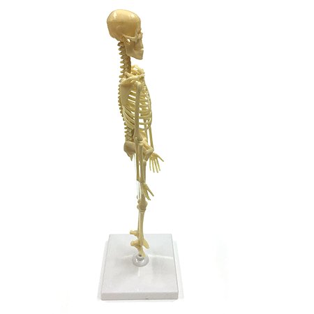 Набор исследовательский ND PLAY Скелет человека NDP-058 - фото 2