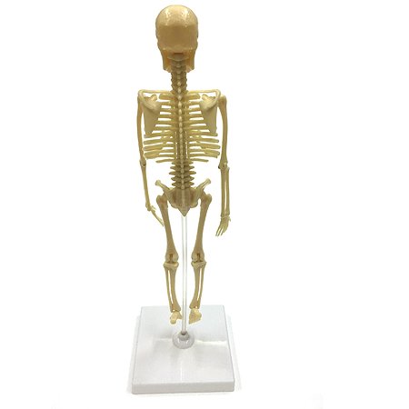 Набор исследовательский ND PLAY Скелет человека NDP-058 - фото 3