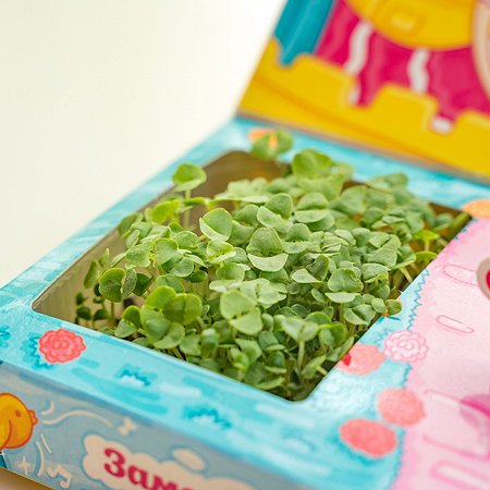Набор для выращивания Happy Plant Вырасти сам микрозелень Живая открытка Кролик - фото 3