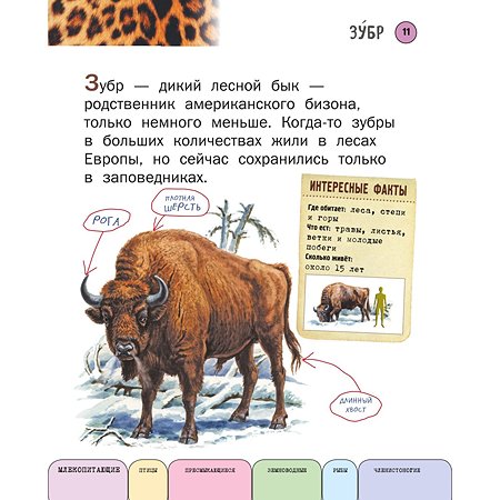 Книга Эксмо Все животные с крупными буквами - фото 7